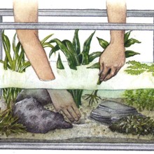 Manutenção de Plantas