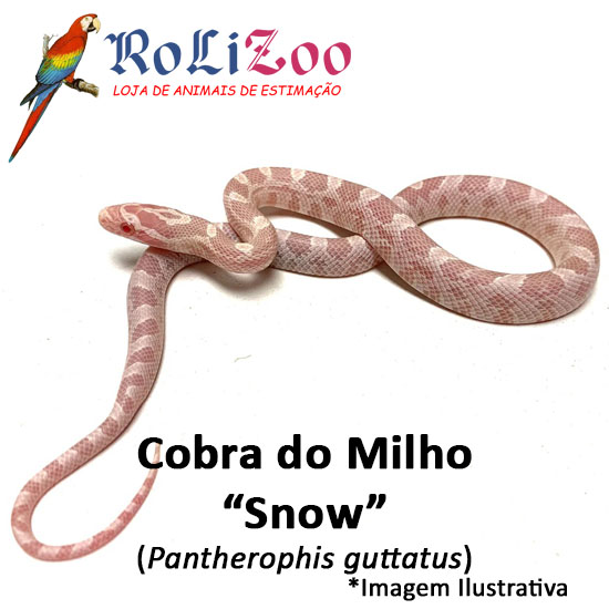 Cobra do Milho "Snow"<br>(<em>Pantherophis guttatus</em>)