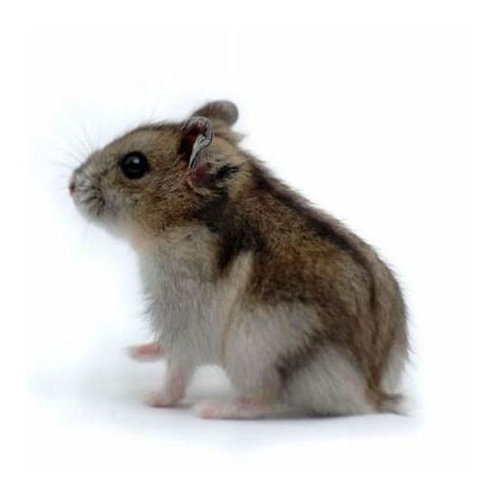 Hamster Siberiano ou Anão Russo