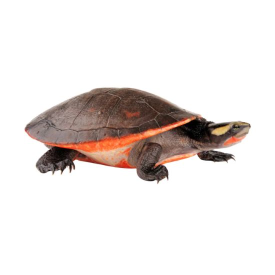 Tartaruga de Barriga Vermelha<br>(<em>Emydura Subglobosa</em>) Tartaruga de Barriga Vermelha<br>(<em>Emydura Subglobosa</em>)